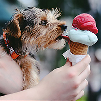 dog and icecream